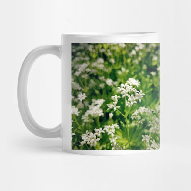 Tender woodruff flower by Gourmetkater